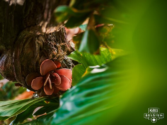 KVDS-20230129-141617-X2D 100C null