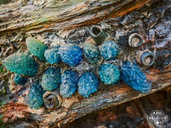 KVDS-20230129-141629-X2D 100C null